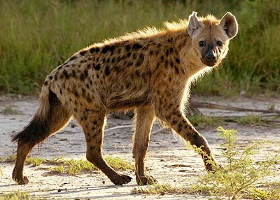 Spotted Hyena